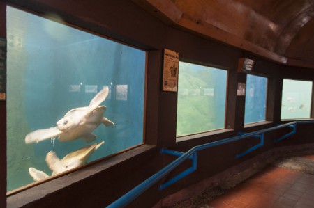 Centro Mexicano de la Tortuga 