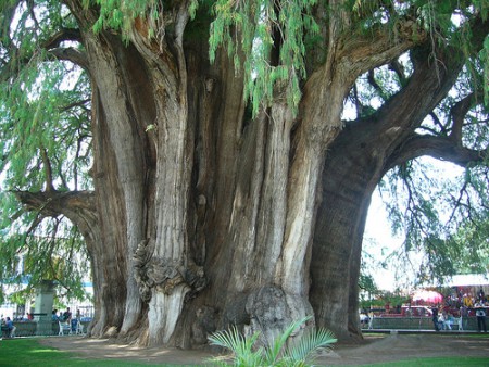 Árbol del  Tule,  capital de Oaxaca 